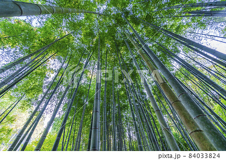圓光寺の風景　竹林　京都府京都市 84033824