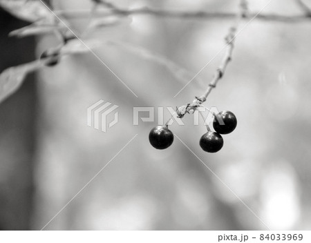 Black round berries on tree in forest black and white buckthorn Black round berries on tree in forest black and white buckthorn 84033969