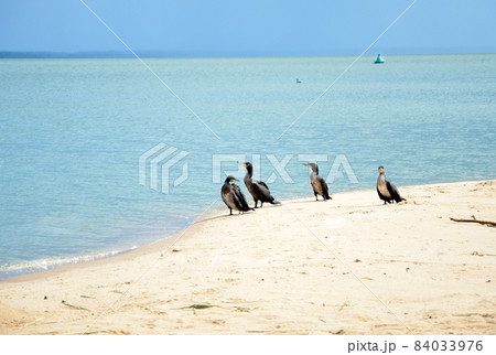 Four black cormorants on blue water sea beach and blue sky background Four black cormorants on blue water sea beach and blue sky background 84033976