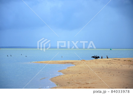 Four black cormorants on blue water sea beach and blue sky background 84033978