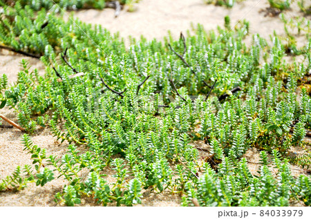 Green grass vine succulent plant in beach sand seaside dune 84033979