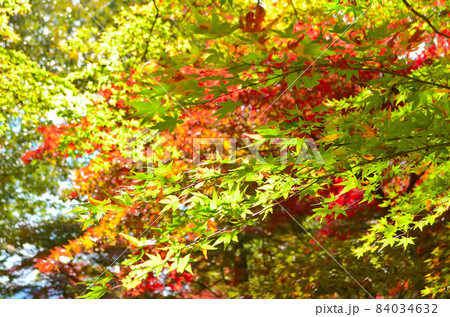 紅葉 日本の秋 もみじ狩り 紅葉 日本の秋 もみじ狩り 84034632
