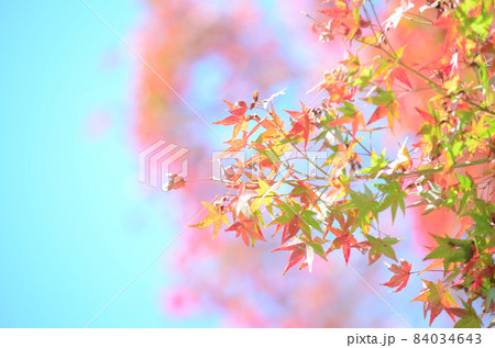 紅葉 日本の秋 もみじ狩り 紅葉 日本の秋 もみじ狩り 84034643