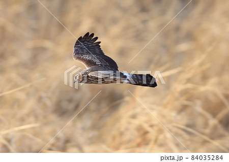 ハイイロチュウヒの雌 84035284