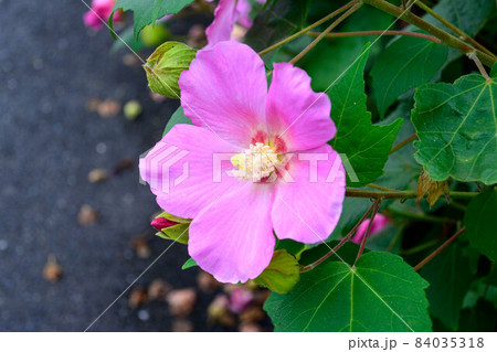 芙容5 84035318
