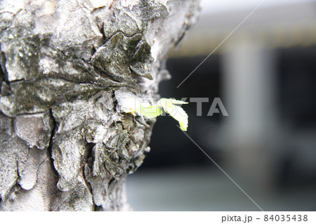 屋外 葉 室内 84035438