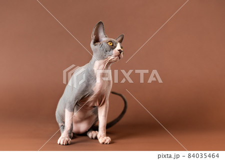 Peaceable male kitty of blue and white color of Canadian Sphynx breed sitting on brown background and looking up carefully. Lovely male kitten is four months old. Studio shot. Copy space. 84035464