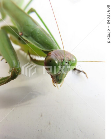 カマキリ 84035609
