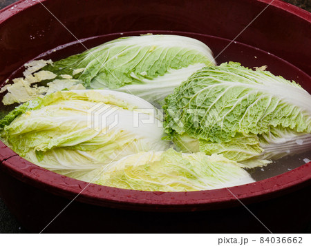 Washing and salted cabbage to make kimchi  84036662