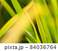 Abstract after summer growing rice paddy field backgroud  84036764