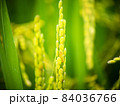 Close up of ear of rice organics rice white rice 84036766