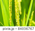 Close up of ear of rice organics rice white rice 84036767