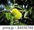 Immature chestnut fruit on a tree 84036768
