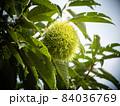 Immature chestnut fruit on a tree 84036769