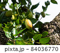 Growing JuJube on a tree in South Korea 84036770