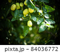 Growing JuJube on a tree in South Korea 84036772