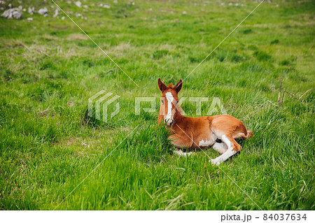small horse stallion lies in the green grass small horse stallion lies in the green grass 84037634