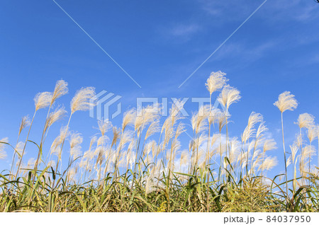 【秋イメージ】ススキと快晴の青空 【秋イメージ】ススキと快晴の青空 84037950