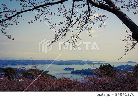 早春の日本三景松島の展望台「西行戻しの松公園」 84041376