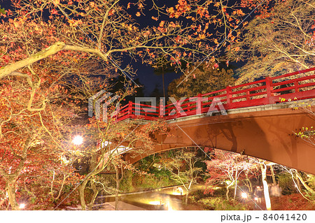 新潟三大紅葉ライトアップ 弥彦公園 もみじ谷 新潟三大紅葉ライトアップ 弥彦公園 もみじ谷 84041420