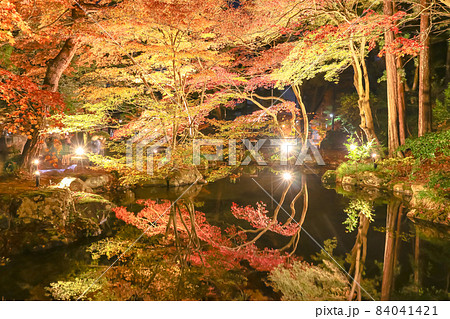 新潟三大紅葉ライトアップ 弥彦公園 もみじ谷 新潟三大紅葉ライトアップ 弥彦公園 もみじ谷 84041421