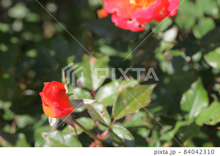 プリンセスミチコ・バラの花の蕾 プリンセスミチコ・バラの花の蕾 84042310
