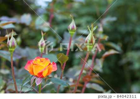 サンバ・バラの花と蕾 サンバ・バラの花と蕾 84042311