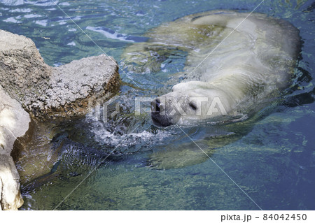シロクマポシェットを下げたホッキョクオオカミさん
