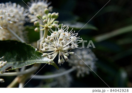 ヤツデの花の写真素材