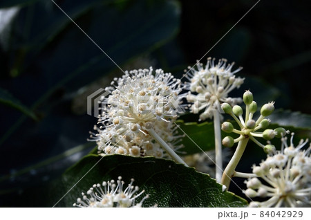 ヤツデの花 ヤツデの花 84042929