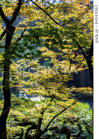 禅林寺(永観堂)の風景 秋の紅葉 京都府京都市 禅林寺(永観堂)の風景 秋の紅葉 京都府京都市 84043061