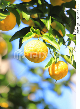 Yuzu fruit that is about to be harvested - Stock Photo [84044599