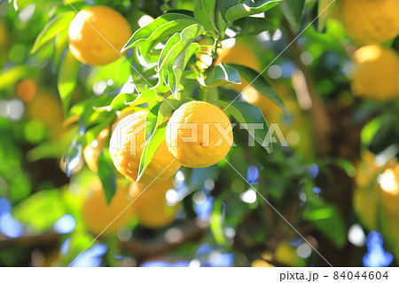 収穫間近のゆずの実 収穫間近のゆずの実 84044604