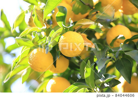 収穫間近のゆずの実　　　 84044606