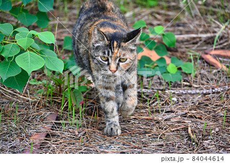 歩いて近寄って来たキジトラ猫 歩いて近寄って来たキジトラ猫 84044614
