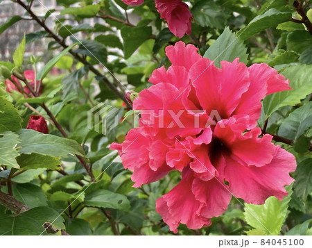 沖縄 公園にさくハイビスカスの花 沖縄 公園にさくハイビスカスの花 84045100