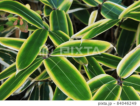 野生のクマザサの葉 84046249
