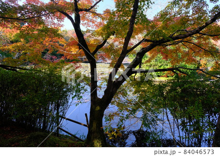 京都龍安寺の風景 84046573