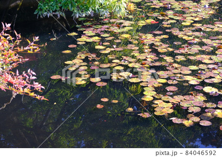 京都龍安寺の風景 84046592