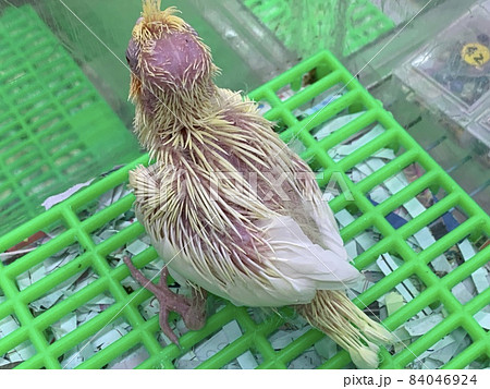 鳥 バーディー 小鳥 84046924