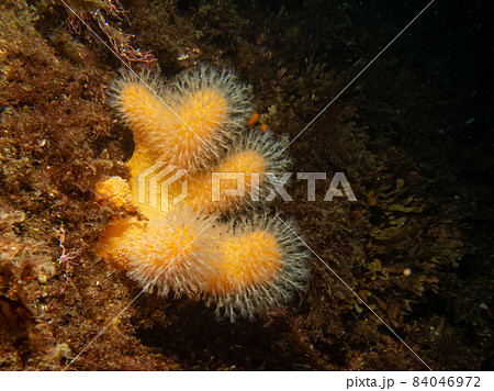 A closeup picture of a feeding soft coral dead man's fingers or Alcyonium digitatum. Picture from the Weather Islands, Skagerrak Sea, Sweden 84046972