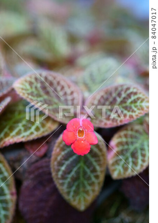 2262　エピスシア・アカジョウ 84047017