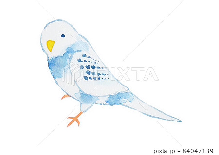 インコ インコ 84047139