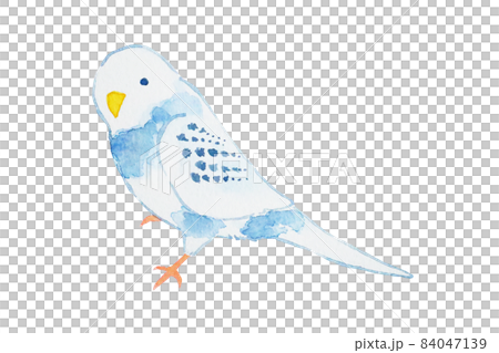 インコ インコ 84047139