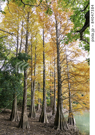 秋の色に染まる幻想的な落羽松の森（福岡県糟屋郡篠栗町 篠栗九大の森） 84047384