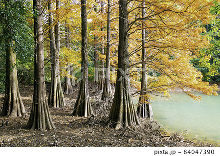 秋の色に染まる幻想的な落羽松の森（福岡県糟屋郡篠栗町 篠栗九大の森） 84047390