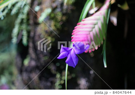 11月 相模原312チランジアキアネア パイナップル科 サカタのタネグリーンハウスの写真素材