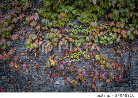 Red background of old vintage brick wall texture. Close-up view of a stone brick wall with grapes curling on the wall. Red and green leaves of grapes, ivy. Red background of old vintage brick wall texture. Close-up view of a stone brick wall with grapes curling on the wall. Red and green leaves of grapes, ivy. 84048310