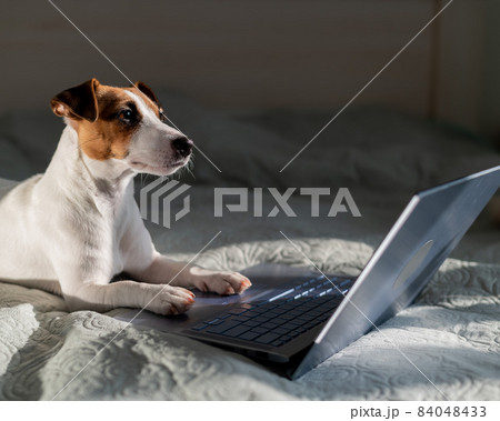 Smart dog jack russell terrier lies on the bed by the laptop. 84048433