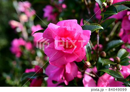 山茶花　クローズアップ 84049099